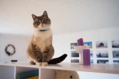 Beyaz odadaki bir rafta ikram edilen Siyam kedisi tabağı.