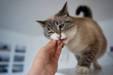Beyaz odadaki bir rafta ikram edilen Siyam kedisi tabağı.