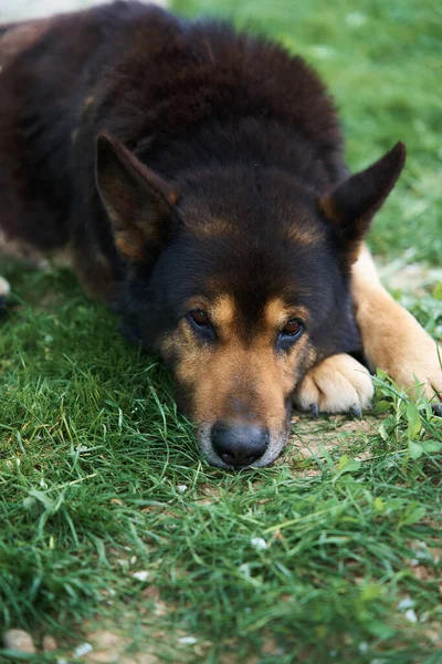 old German Shepherd lay on the grass