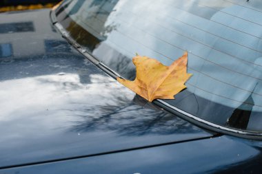 Eski bir arabanın ön camında sarı bir yaprak var.