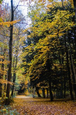 Sonbaharda Hannover 'da park