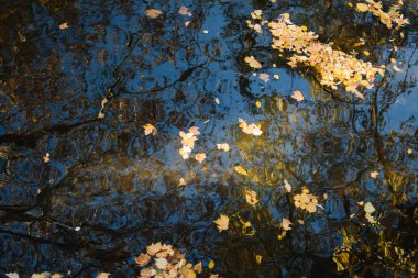 Gökyüzünün yansımasıyla düşen yapraklar.