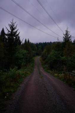 Norveç ormanlarında yağmurlu bir günde yol