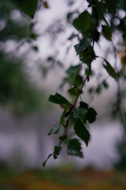 Norveç 'te yağmurlu bir günde bitkilerin yakın çekimi