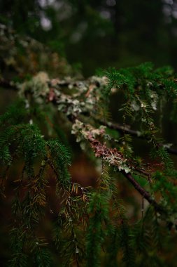 Norveç 'te yağmurlu bir günde bitkilerin yakın çekimi