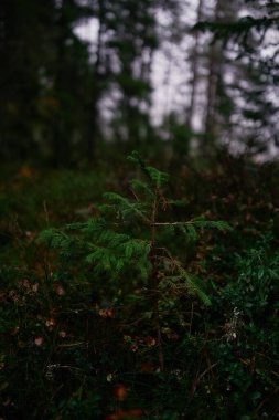 Norveç 'te yağmurlu bir günde bitkilerin yakın çekimi