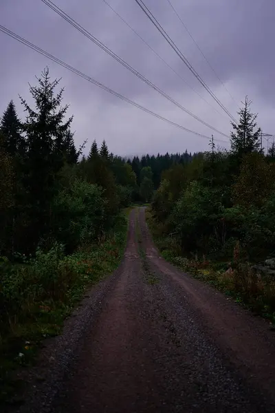 Δρόμος Μια Βροχερή Μέρα Στο Δάσος Norway — Φωτογραφία Αρχείου