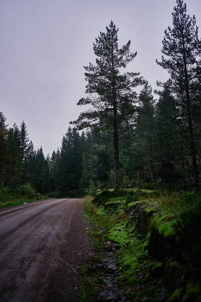 Μαγικό Νεράιδα Ουρά Σκοτεινό Δάσος Βροχερές Ημέρες Νορβηγία — Φωτογραφία Αρχείου