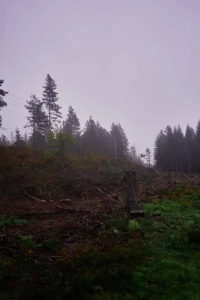 Αποψίλωση Των Δασών Μια Βροχερή Σκοτεινή Ημέρα — Φωτογραφία Αρχείου