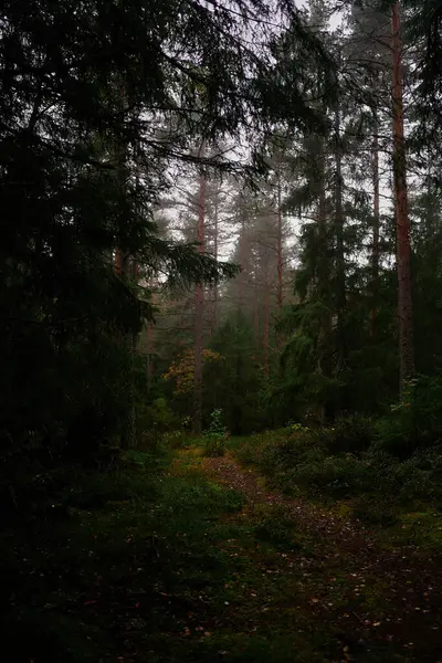 Μαγικό Νεράιδα Ουρά Σκοτεινό Δάσος Βροχερές Ημέρες Νορβηγία — Φωτογραφία Αρχείου