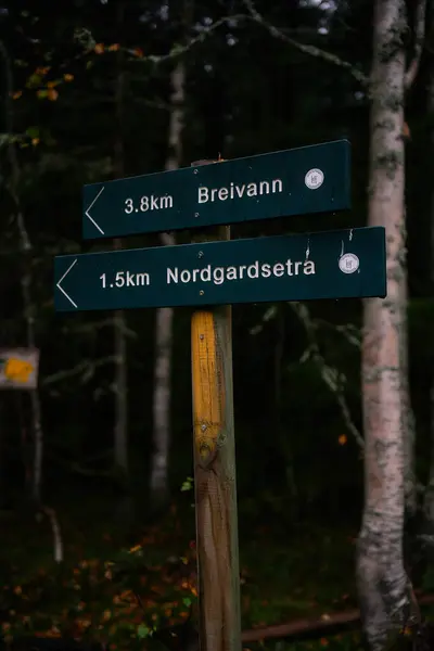 Πινακίδες Σκοτεινό Δάσος Βροχερές Ημέρες Νορβηγία — Φωτογραφία Αρχείου