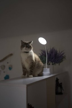       Siyam / Tayland kedisi bir USB lambasının altında ısınıyor.