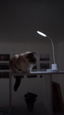 Bir Siyam / Tayland kedisi odayı bölen bir rafta bir USB lambasının altında ısınıyor.