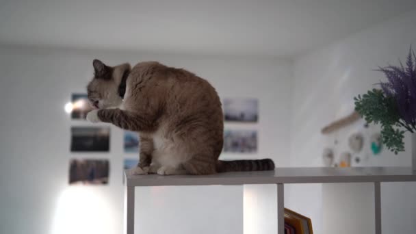 Siamés Gato Tailandés Limpiándose Divisor Habitación Blanca — Vídeos de Stock