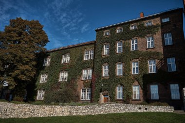        Dekoratif üzümlerle kaplı evler.                        