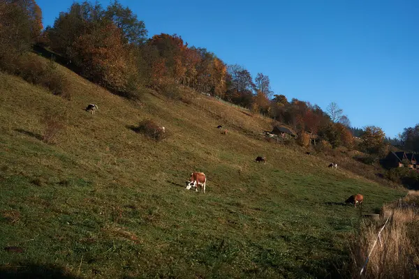 Krowy Pasą Się Zboczu Góry Świcie Zakopanem — Zdjęcie stockowe