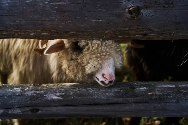 Owce Wykazujące Ciekawość Wiosce — Zdjęcie stockowe
