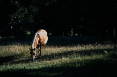                      Parlak ışıktaki böceklerle çevrili bir arazide at otluyor.           