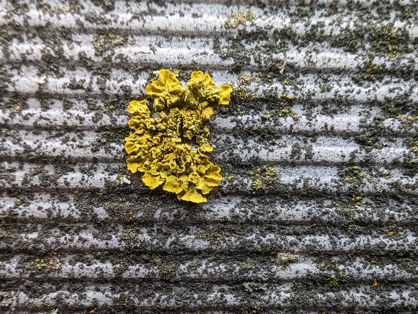 Tło Jasnożółta Porosty Żebrowanym Ogrodzeniu Cementowym Grunge — Zdjęcie stockowe