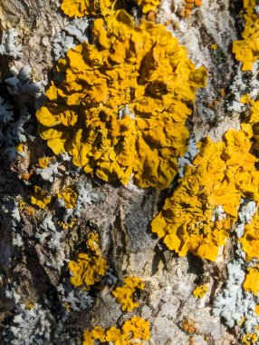 Ormandaki ağaçtaki sarı liken.