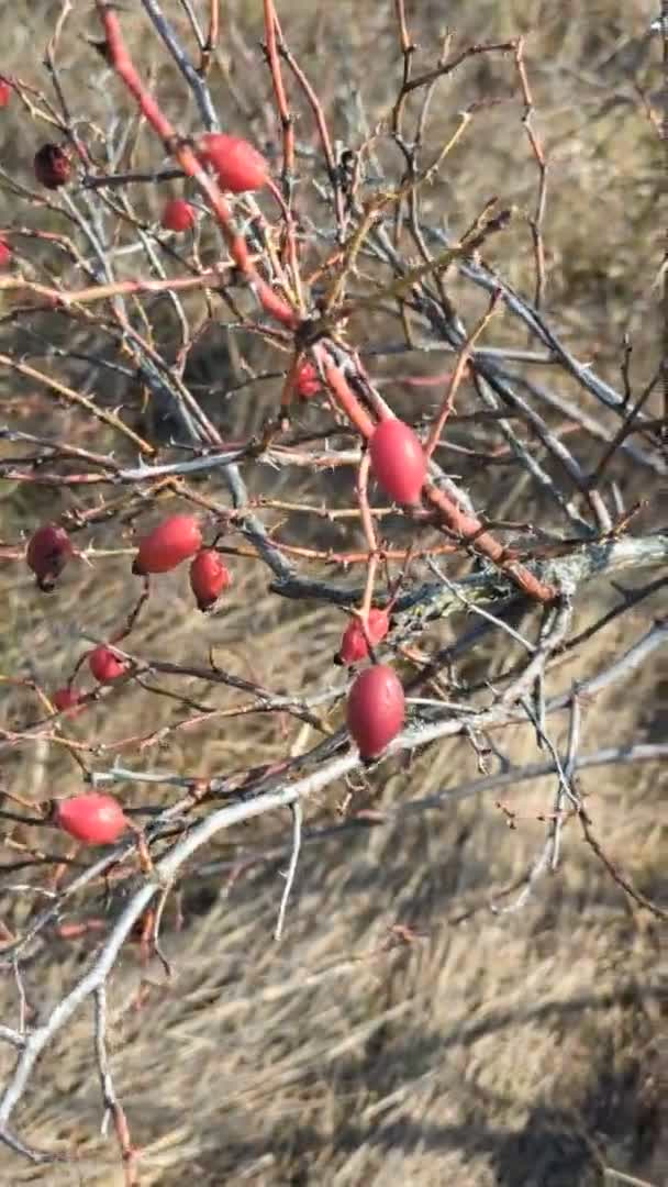 ブッシュの枝に赤い果実 — ストック動画