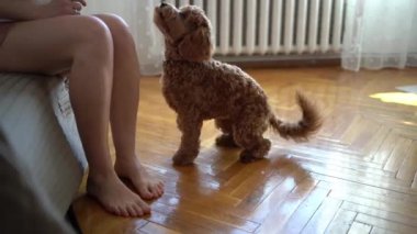 Ev elbiseli bir kız, oturma odasında bir kokkapoo eğitiyor, bir köpeği emirlere uyması için eğitiyor.