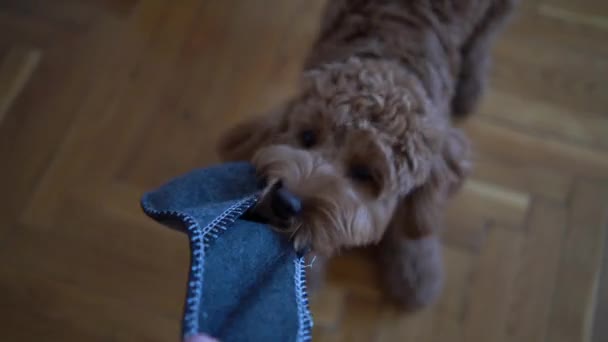 Cockapoo Drags Master Stolen Slippers — Stock Video