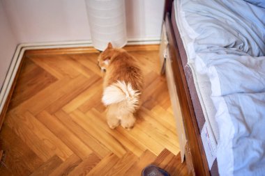 Kabarık kırmızı bir kedi yatağın yanındaki lambaya sürtünüyor.                