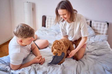 Kokkapoo terlikleri çaldı, sahipleri köpeğe sarılıyor.          