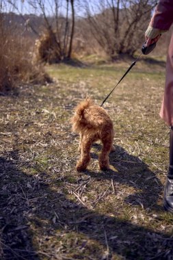  7 month old cockapoo girl on a leash walks on a sunny day                  clipart