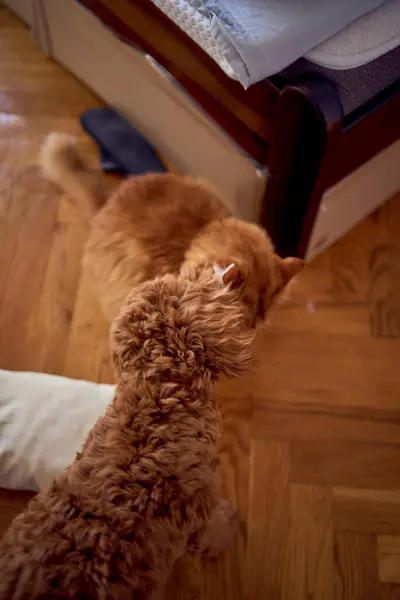 red cat and a cockapoo are fighting against the background of a bed covered with cardboard to protect from pets