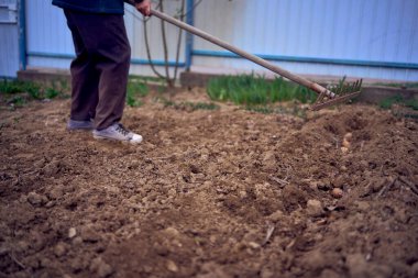  İnsan sırayla patates sarar tırmıkla.