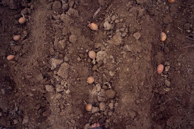 Sırayla saban kullanarak patates ekme süreci                               