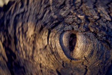  Ceviz ağacında göz şeklinde bir oyuk.