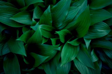 Hosta plantaginea dokusu, arkaplan