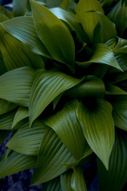 Hosta plantaginea texture, background clipart