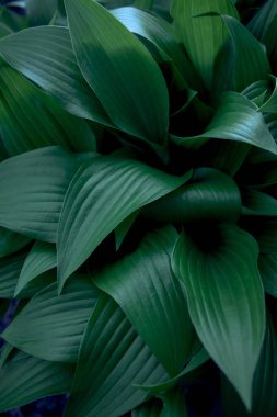 Hosta plantaginea dokusu, arkaplan