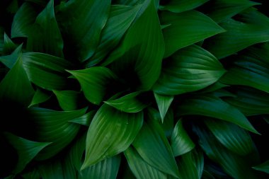Hosta plantaginea dokusu, arkaplan