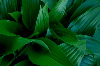 Hosta plantaginea dokusu, arkaplan