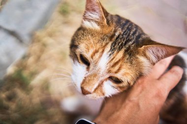 İstanbul sahilinde yumuşak bir kedi.