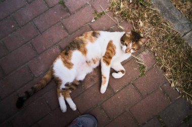 İstanbul sahilinde yumuşak bir kedi.