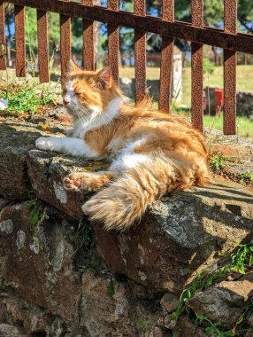         İstanbul, Türkiye - 12 Haziran 2023: Paslı bir çitteki kırmızı kedi