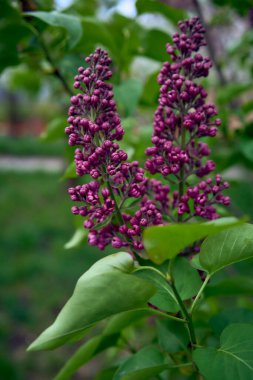 Açılmamış leylak çiçekleri, akıllı telefon geçmişi