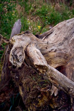 a fallen tree on the river bank