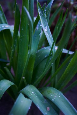 Yağmurdan sonra uzun ve geniş yapraklar üzerinde su damlaları