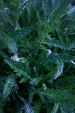  Gelincik yaprakları ve tomurcukları yağmurdan sonra çiğ ve su damlacıklarıyla kaplıdır.