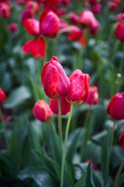 Yağmurdan sonra su damlalarıyla kaplı kırmızı solmuş laleler.