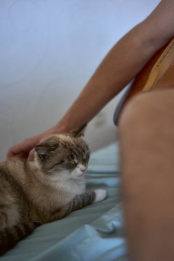 Genç adam evde gitar çalmayı öğreniyor, yanında bir kedi yatıyor ve dinliyor.