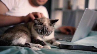 Genç bir adam dizüstü bilgisayarda çalışıyor ve yatakta bir akıllı telefon, yanında bir kedi yatıyor, ön planda bir kedi kendini yalıyor.