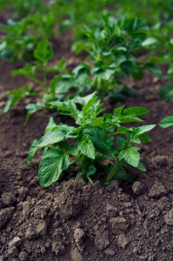 Patates çalıları açık arazide yetişir.